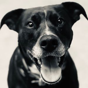 Meet your Posher, Pj